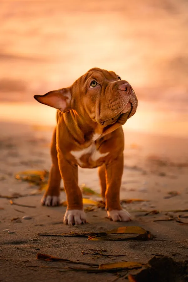 Brown Puppy Standing on Sandy Beach at Sunset with Wind