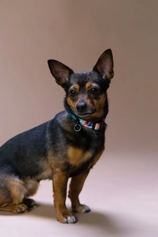 Brown Puppy with Collar Standing Alone on Pink Background