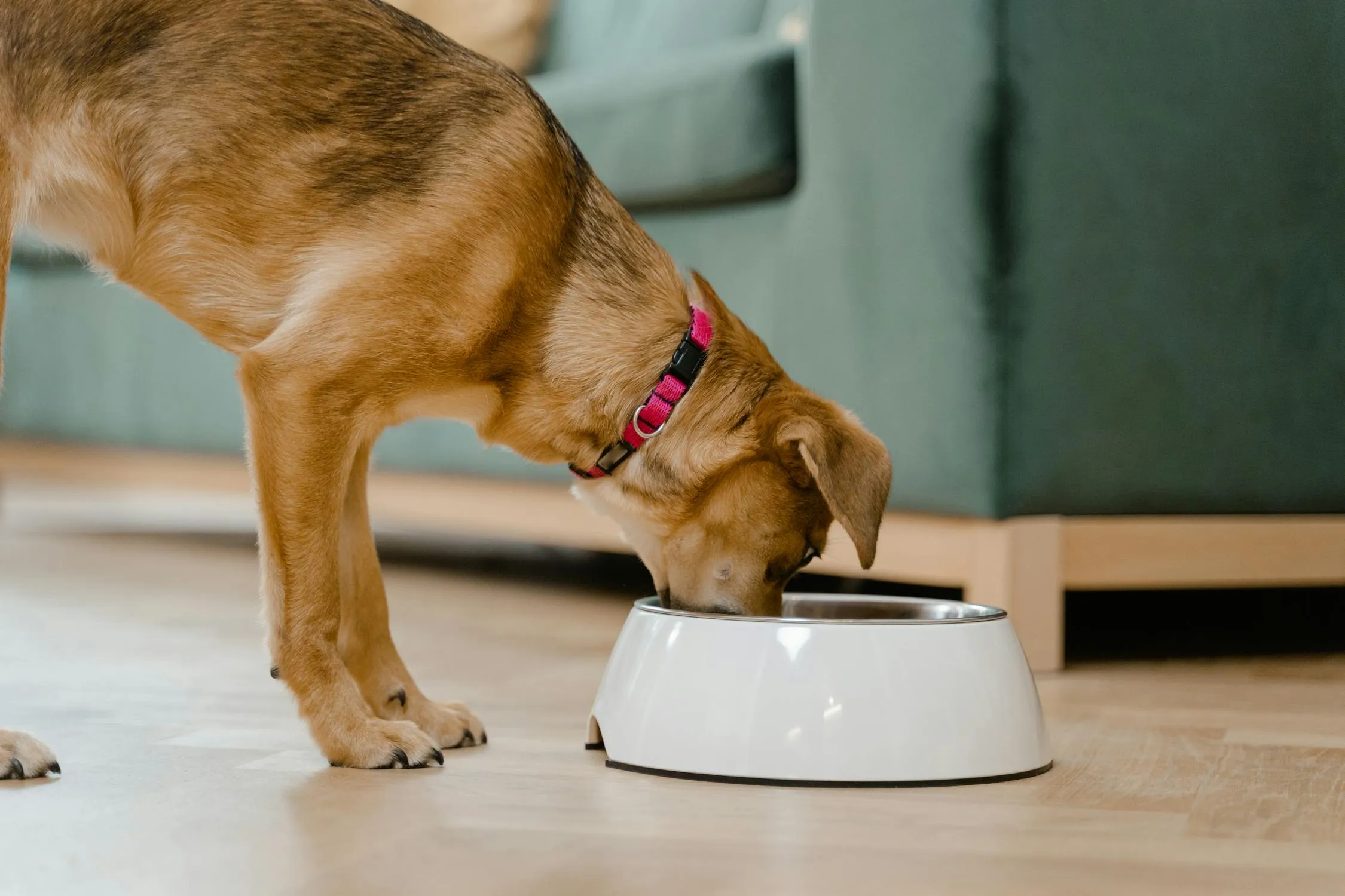 Brown Puppy with Pink Collar Drinking Water From Bowl