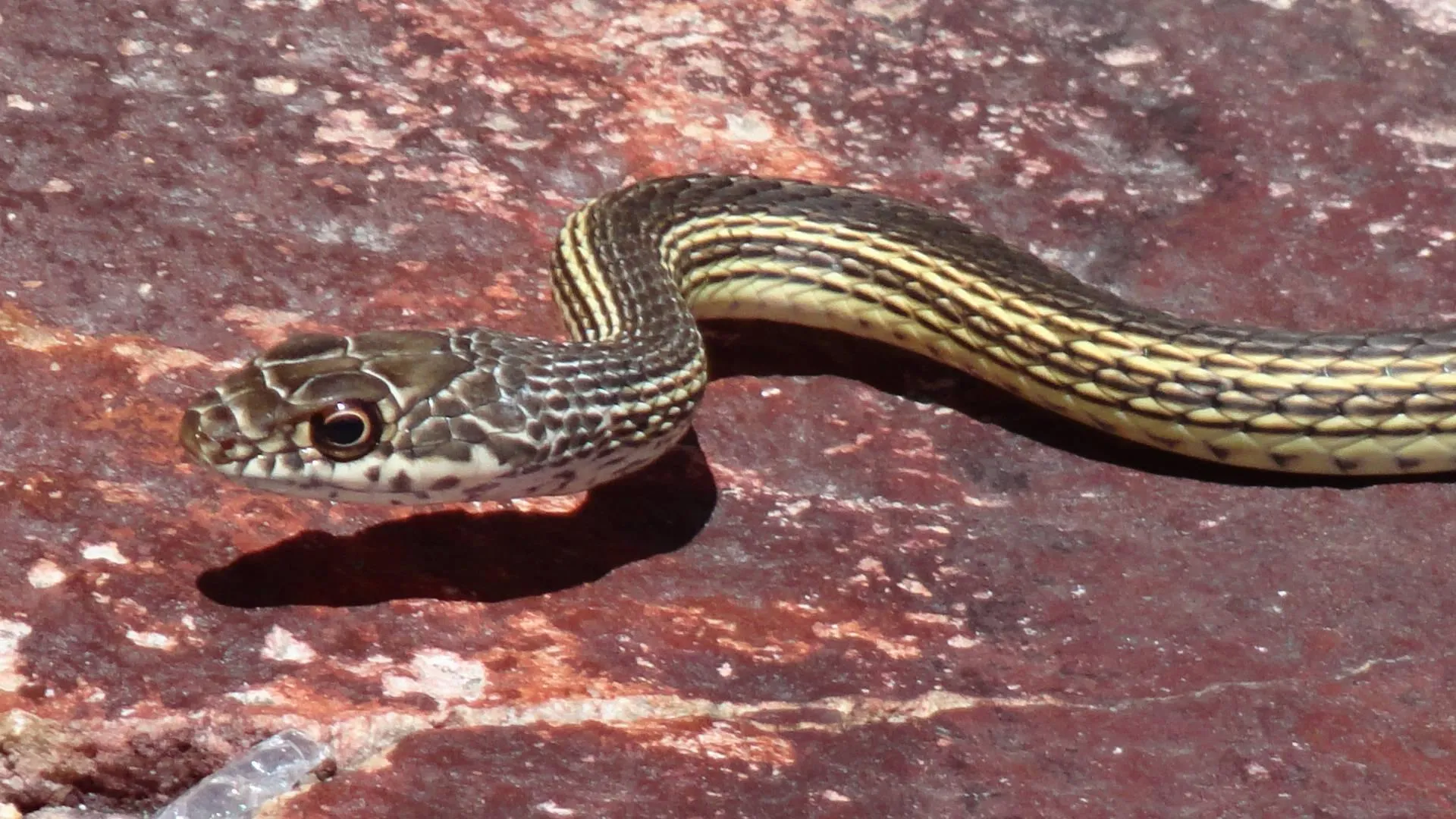 Brown Snake on Rocky Soil with Blurred Background