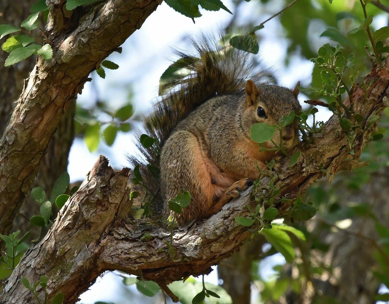 Brown Squirrel Perched on Tree Branch in Forest Wallpaper