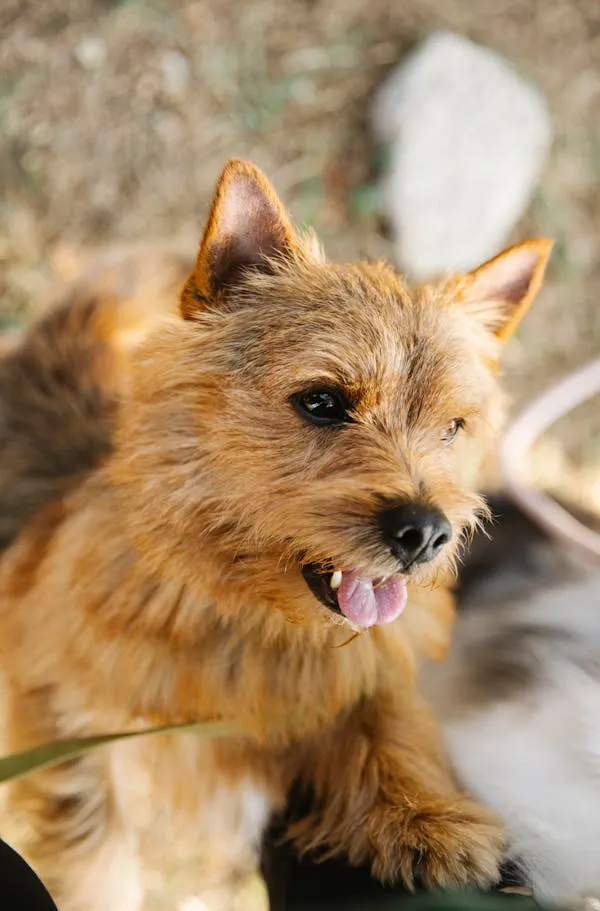 Brown Terrier Dog with Tongue Out Sitting on Rocky Ground