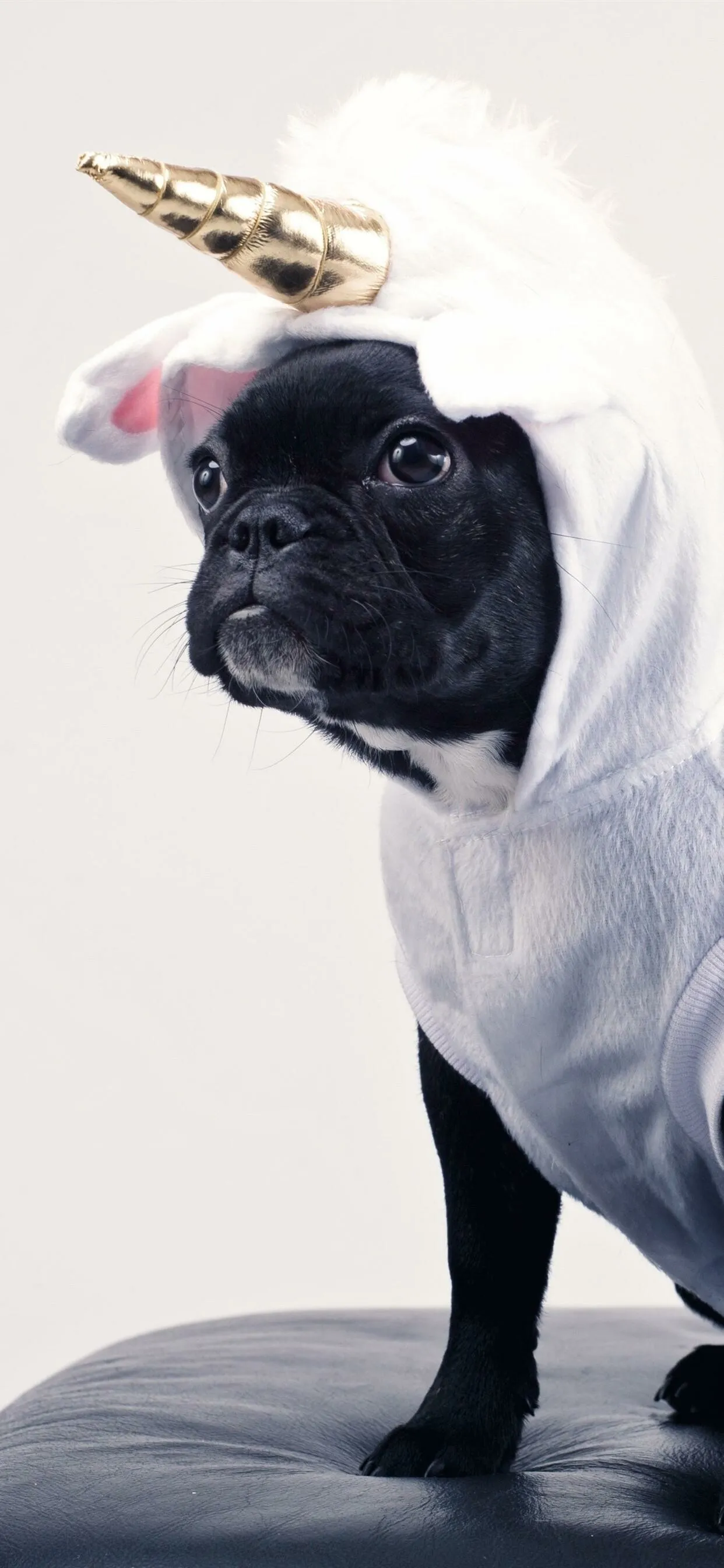 Bulldog Puppy in Unicorn Costume Looking Cute and Funny