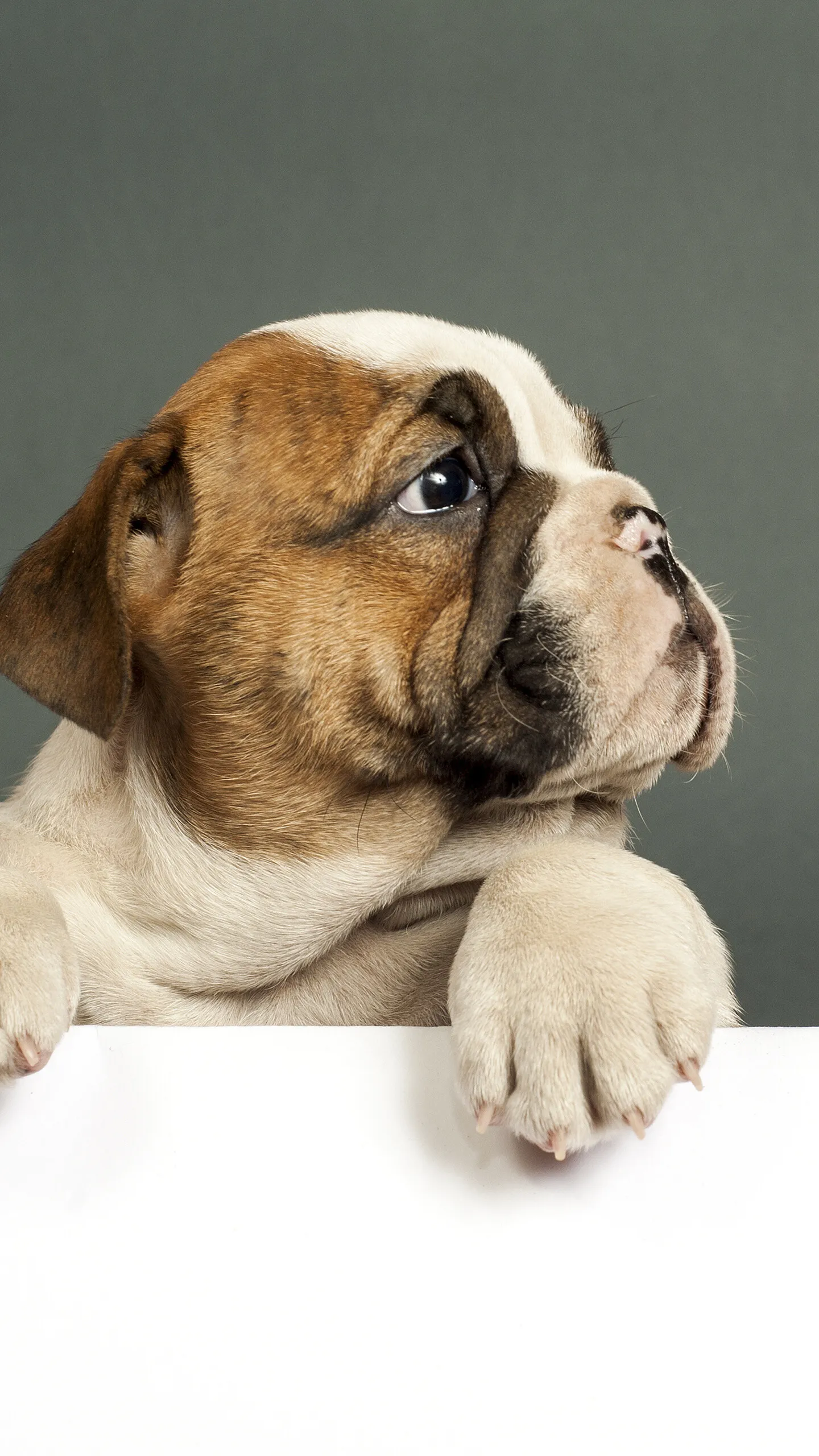 Bulldog Puppy Looking Curiously Over the Edge Wallpaper