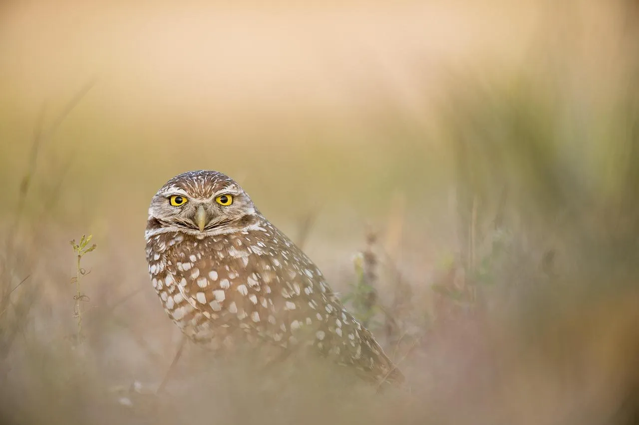 Burrowing Owl Peeking Through Tall Grass in Open Field