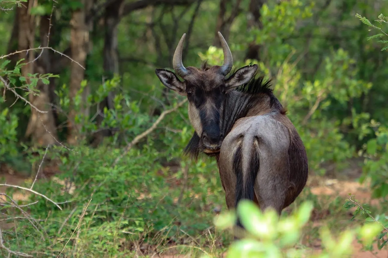 Bushbuck Antelope Standing Among Dense Forest Trees