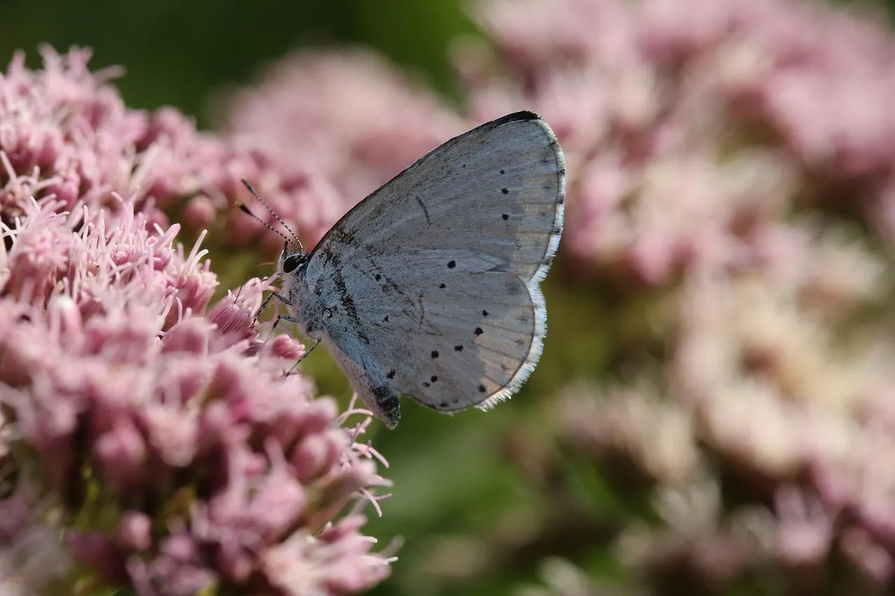 Butterfly on Pink Flower in Garden Wildlife Wallpaper
