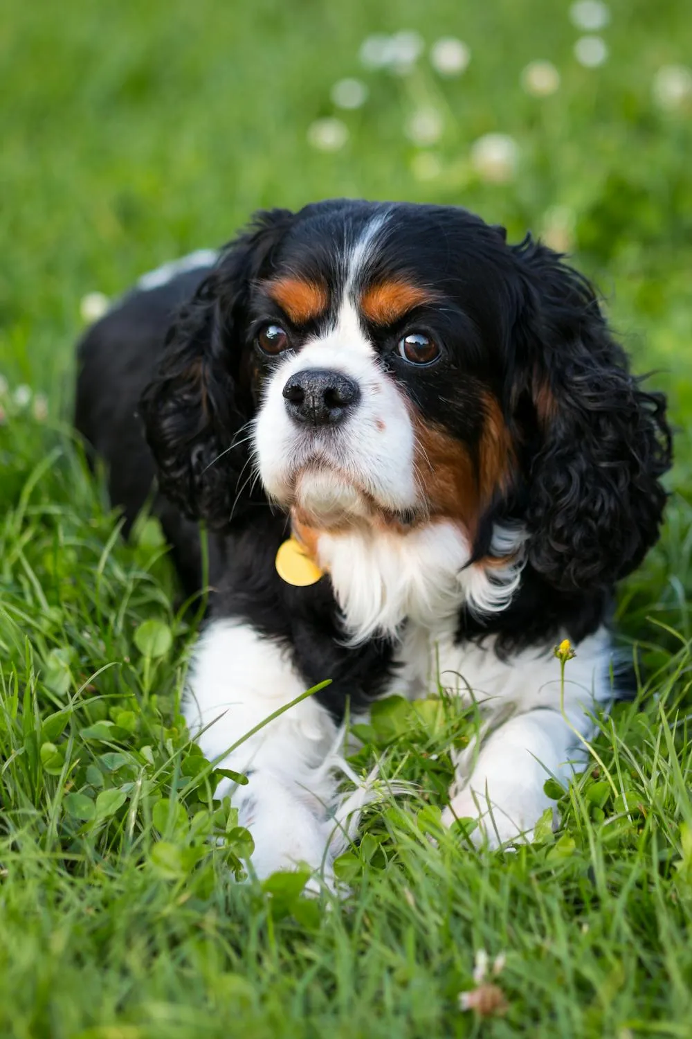 Calm Cavalier King Charles Spaniel Relaxing on Green Grass