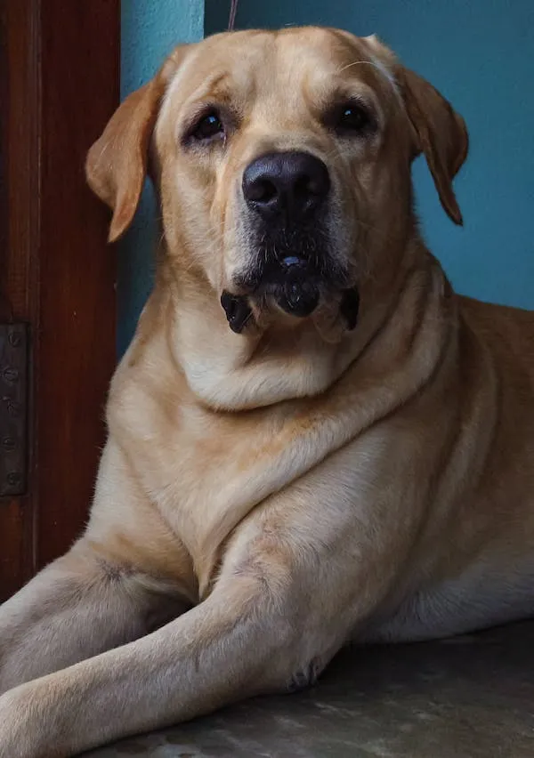 Calm Yellow Labrador Retriever Lying Inside Near the Door