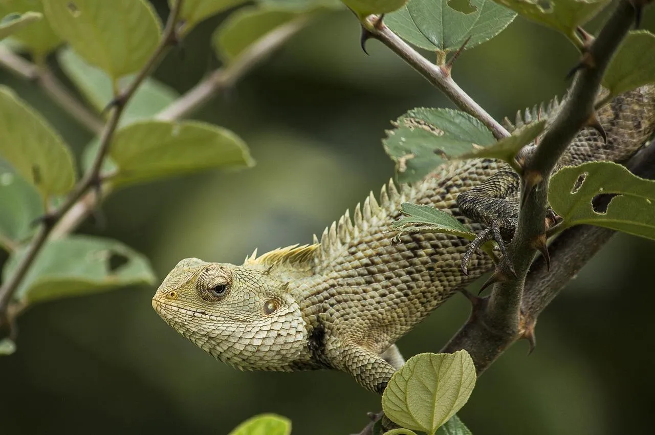 Camouflaged Lizard Blending with Green Leaves Wallpaper