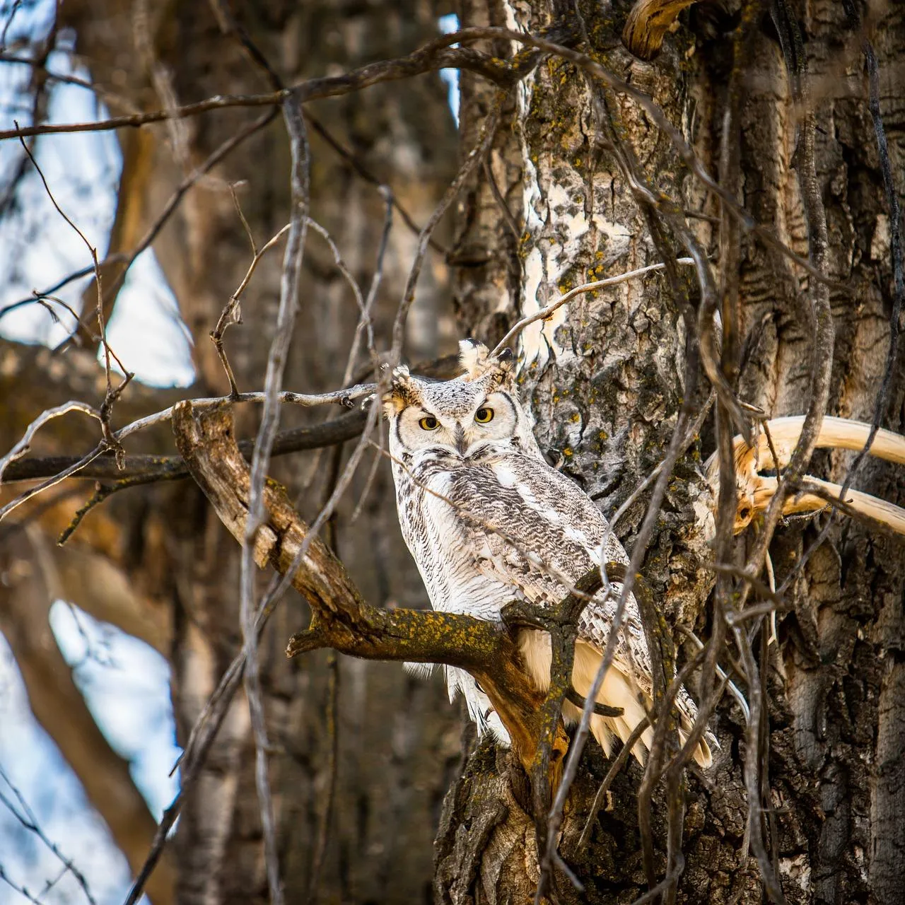 Camouflaged Owl Blending Into Dry Tree Bark Wallpaper