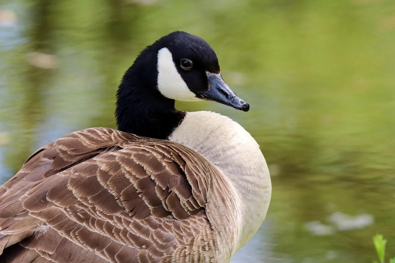 Canada Goose Sitting Calmly on a Green Grass Field