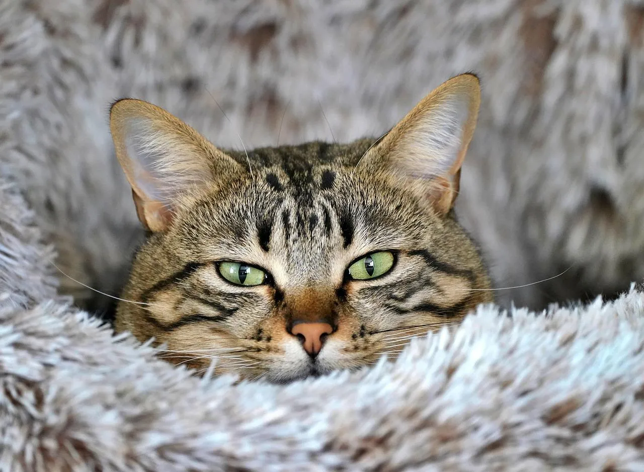 Cat Blending Perfectly with Tree Trunk Bark Wallpaper