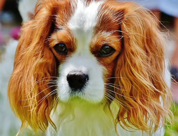 Cavalier Spaniel Puppy with Big Brown Eyes Free Wallpaper