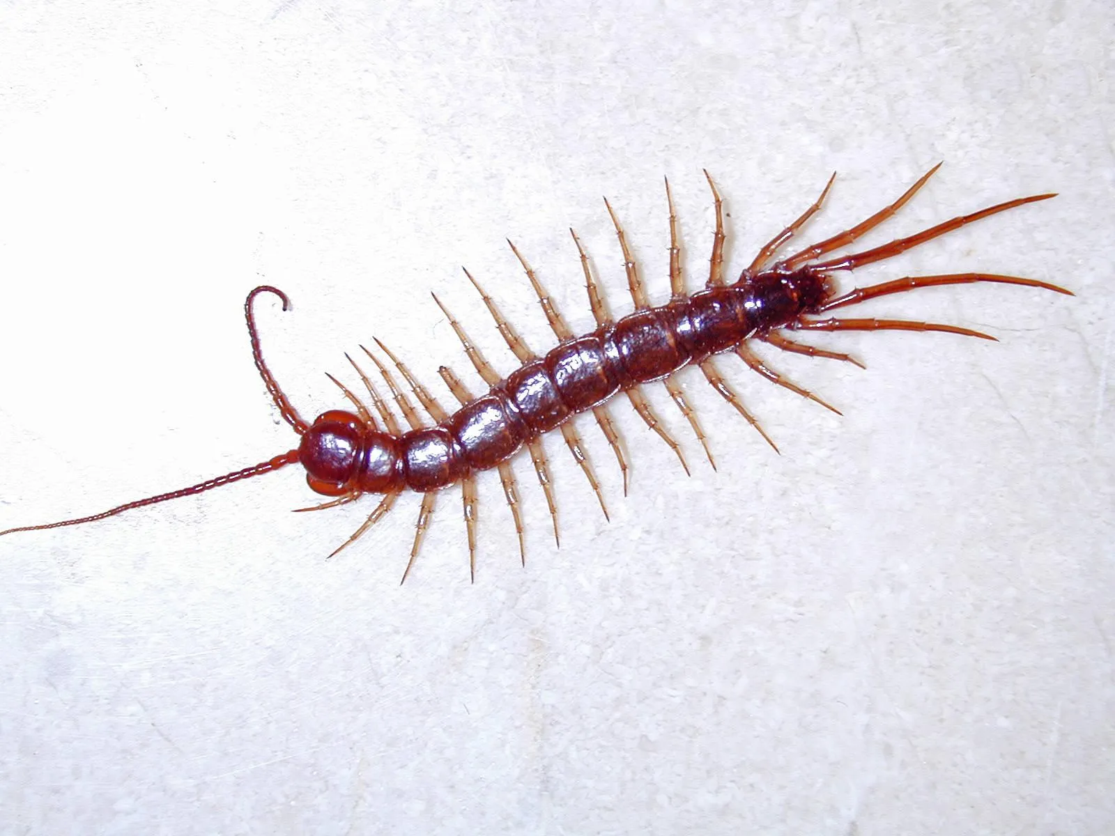 Centipede crawling on a white background view Wallpaper
