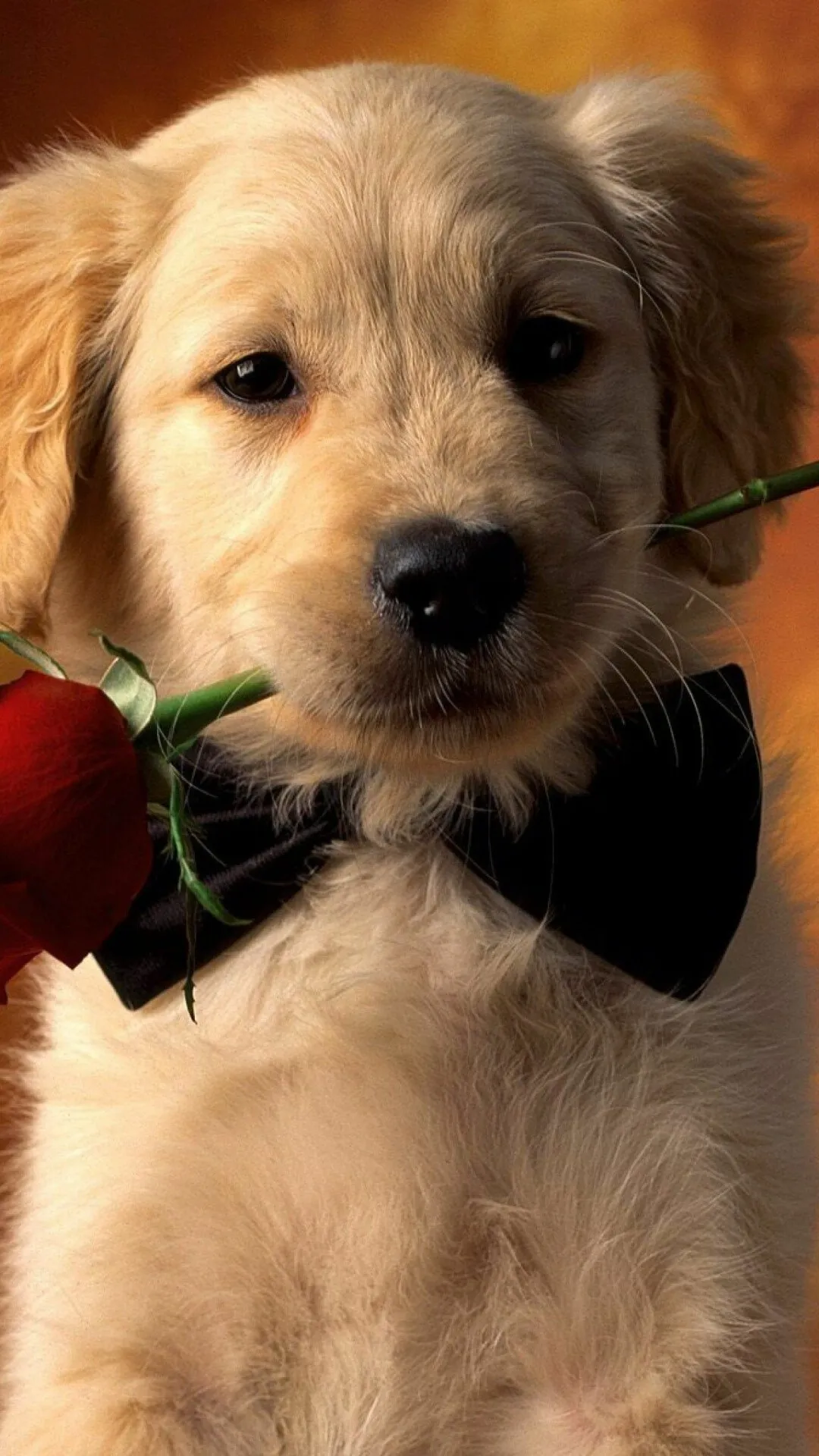 Charming Puppy Holding a Red Rose with a Bow Tie Wallpaper