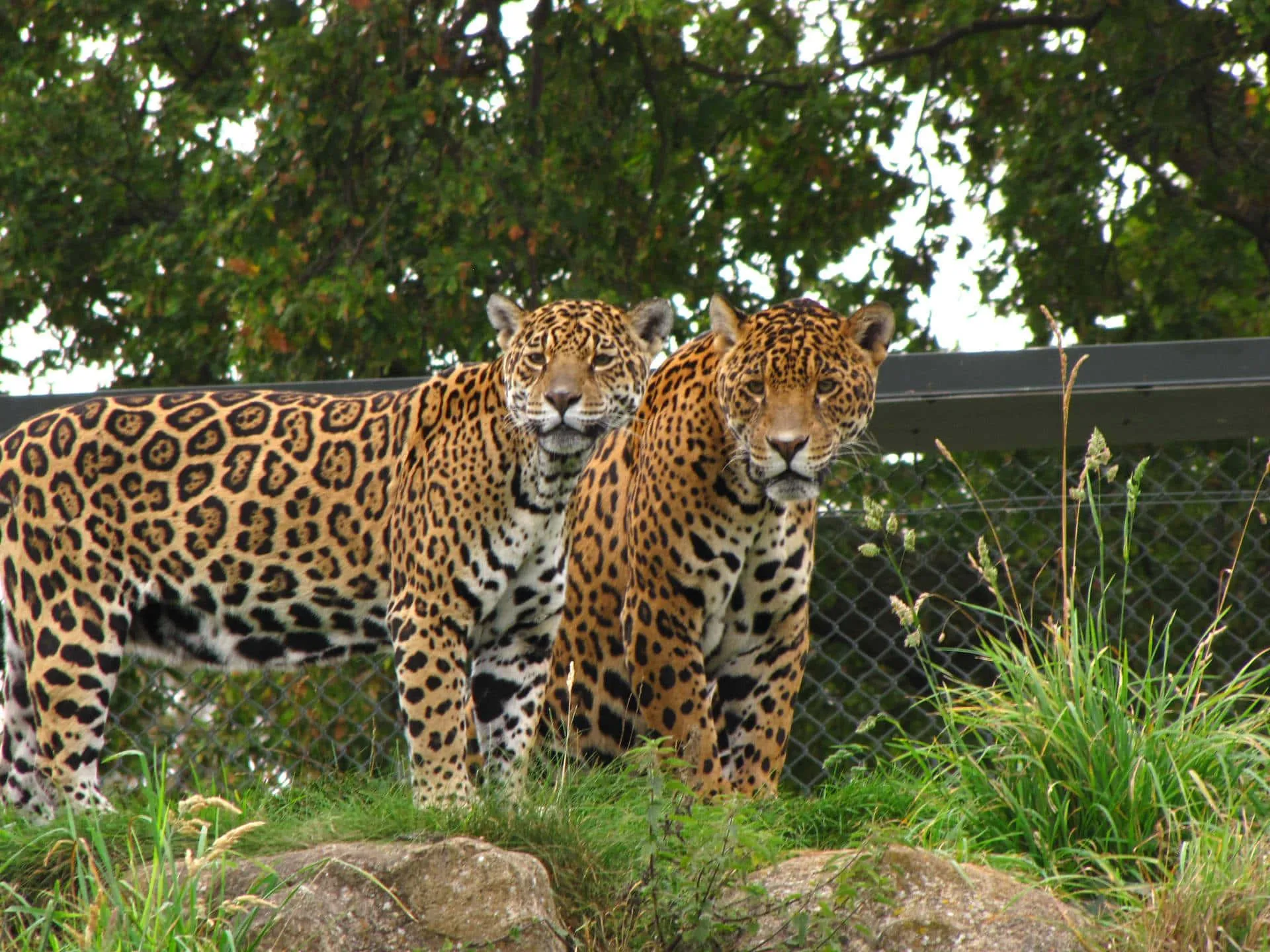 Cheetah and Cubs Standing in Open Savannah Wallpaper