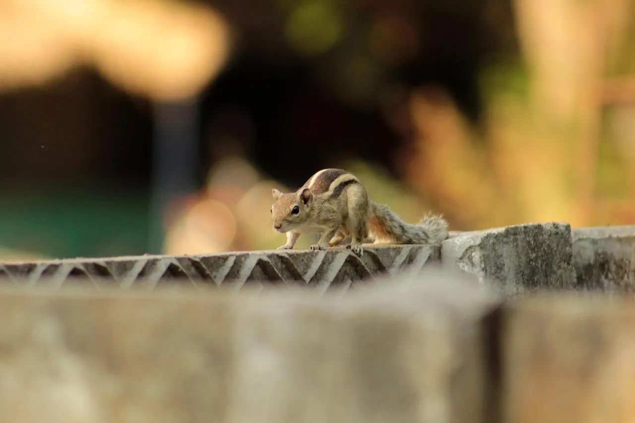 Cheetah crouches quietly within golden tall grass Wallpaper