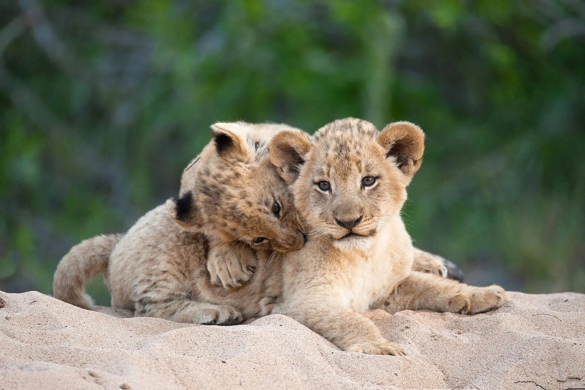 Cheetah Cub Snuggling with Sibling on Grass Wallpaper