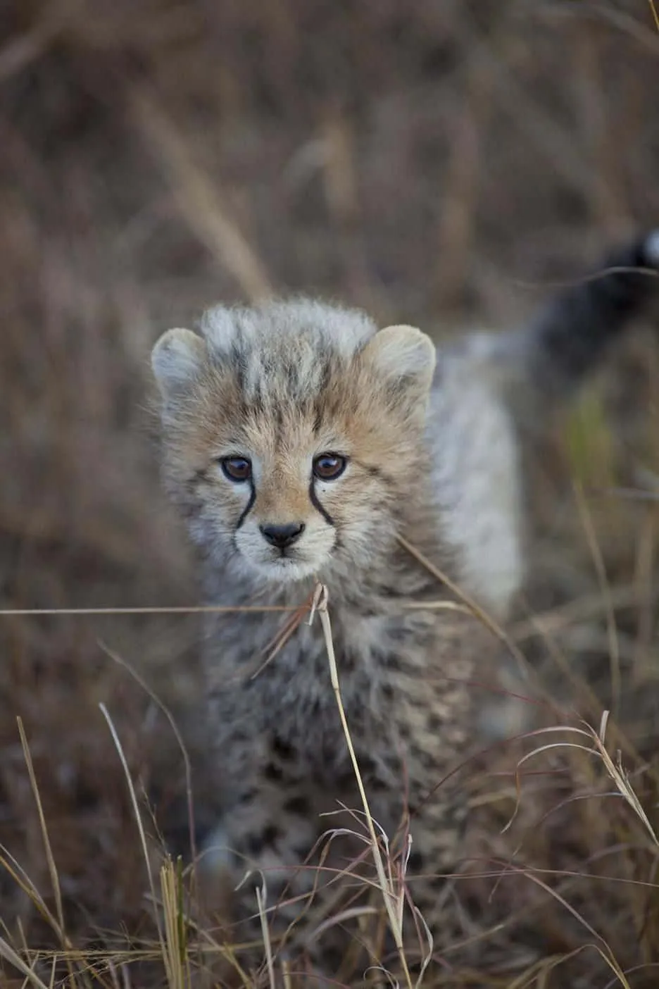 Cheetah Cub Staring Curiously into the Camera Lens