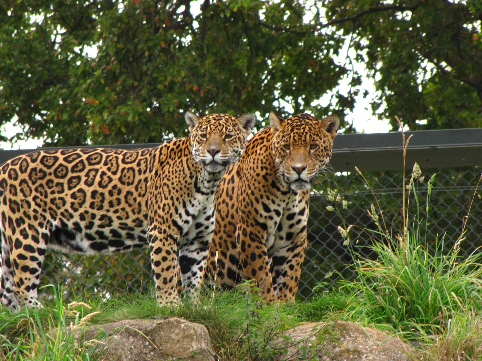 Cheetahs walking closely together through grass Wallpaper