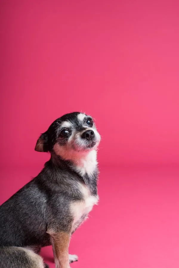 Chihuahua Puppy on a Pink Backdrop Looking at the Side