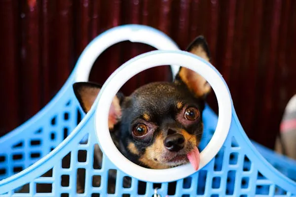 Chihuahua Puppy Peeking Through a Blue Plastic Basket