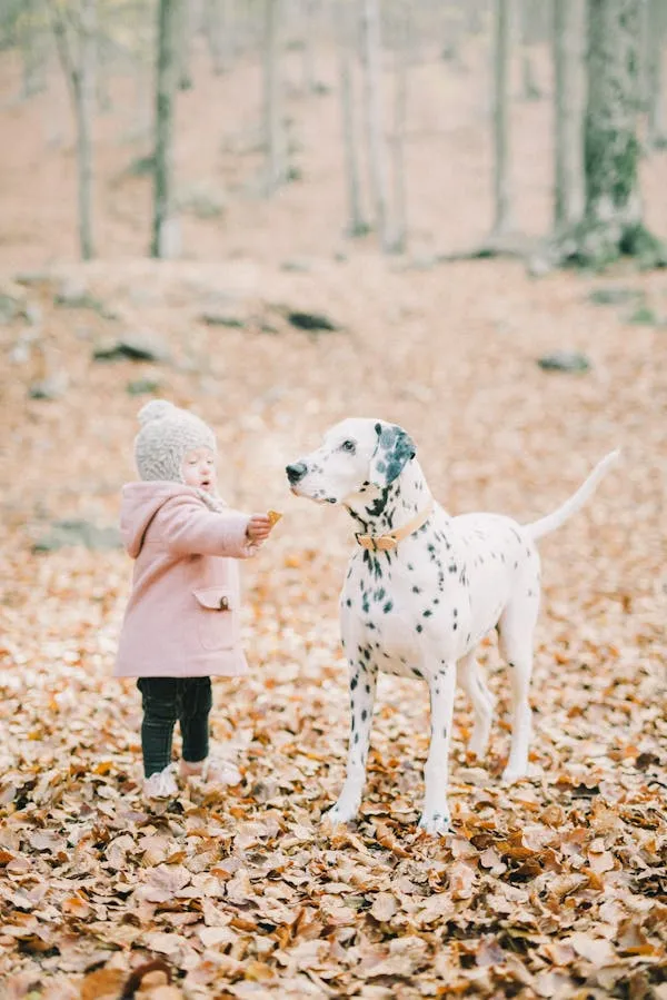 Child in Pink Coat Talking To a Dalmatian in Autumn Woods