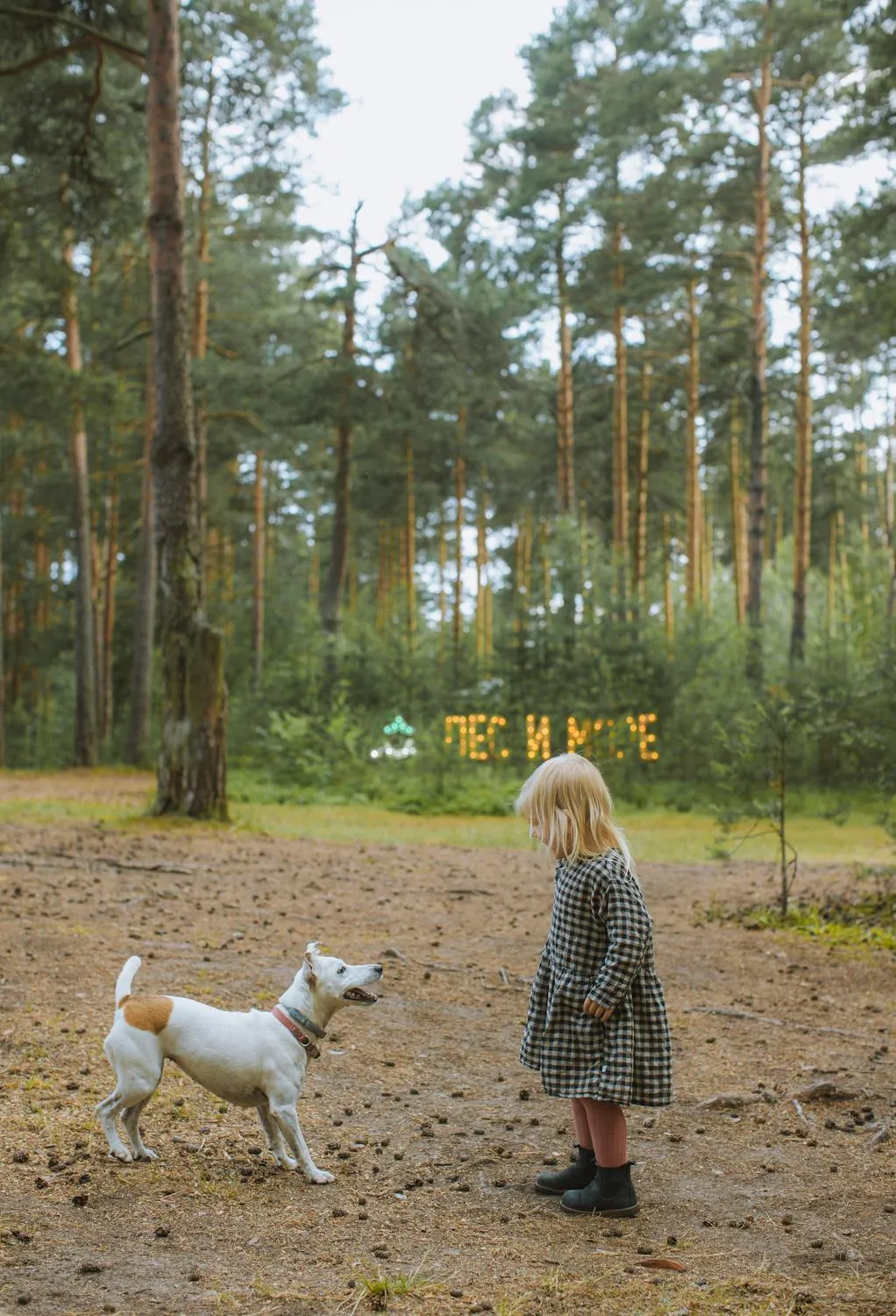 Child Meeting a Playful Dog in a Sunny Forest Area Wallpaper