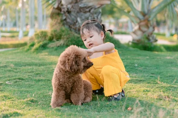 Child Sitting on Grass Playing with a Brown Poodle Wallpaper