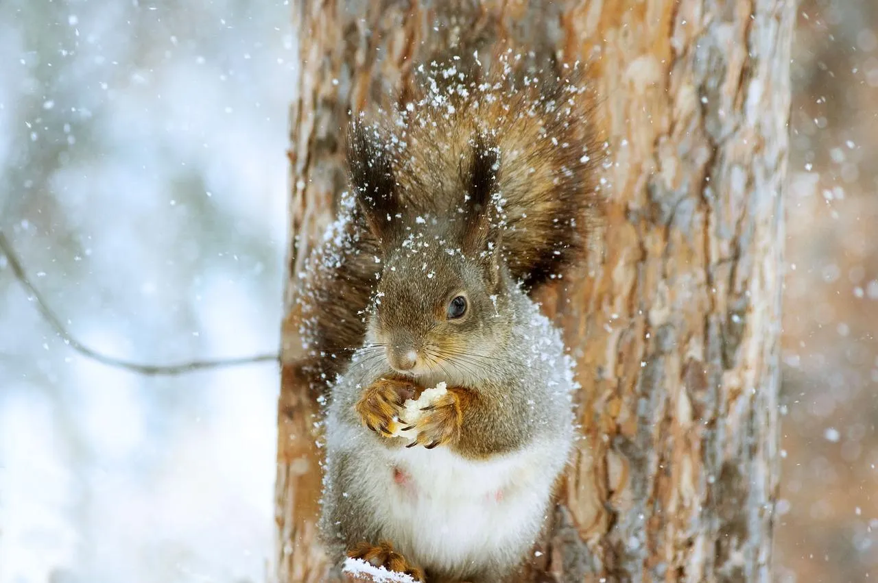 Chipmunk peeking from a hole in a tree bark Wallpaper
