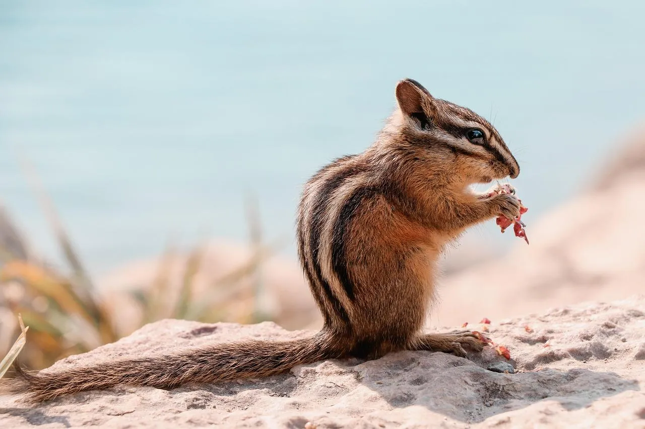 Chipmunk sitting upright in dry grass near a rock Wallpaper