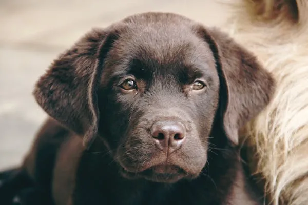 Chocolate Brown Puppy Looking Calm and Gentle Wallpaper