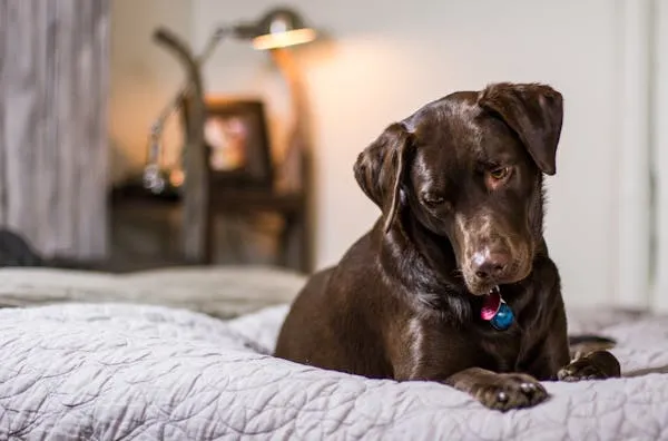 Chocolate Brown Puppy Lying Relaxed on a Comfortable Bed
