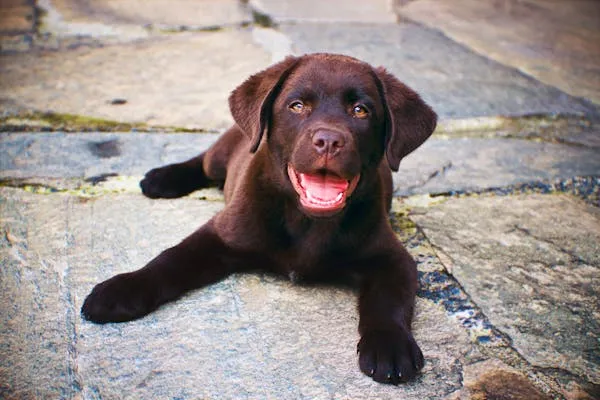 Chocolate Lab Puppy Lying on Stone Path with Big Smile Image
