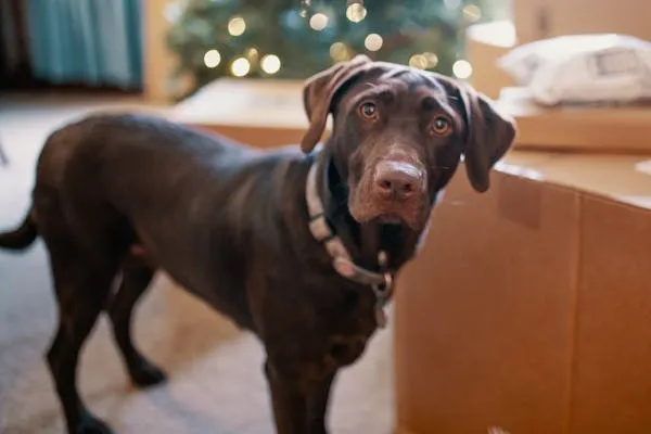 Chocolate Lab Puppy Standing Near the Christmas Lights