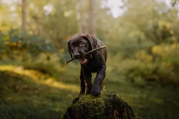 Chocolate Labrador Puppy Playing with a Stick in Forest