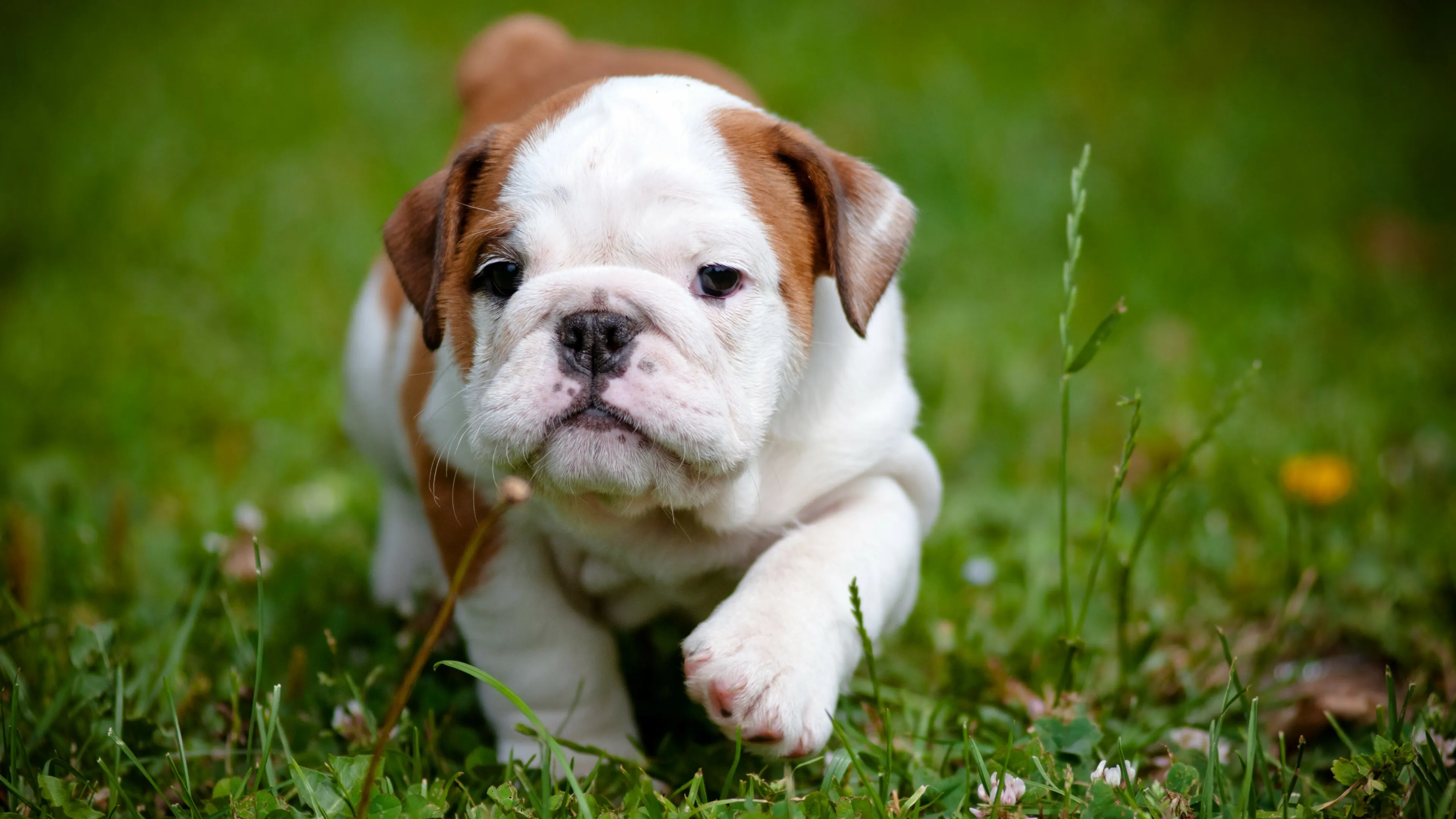 Chubby Bulldog Puppy Walking Proudly on the Green Grass