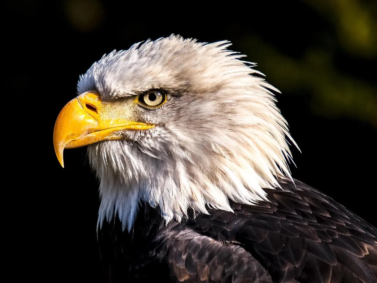 Close Up of a Bald Eagle With Intense Yellow Eyes Wallpaper
