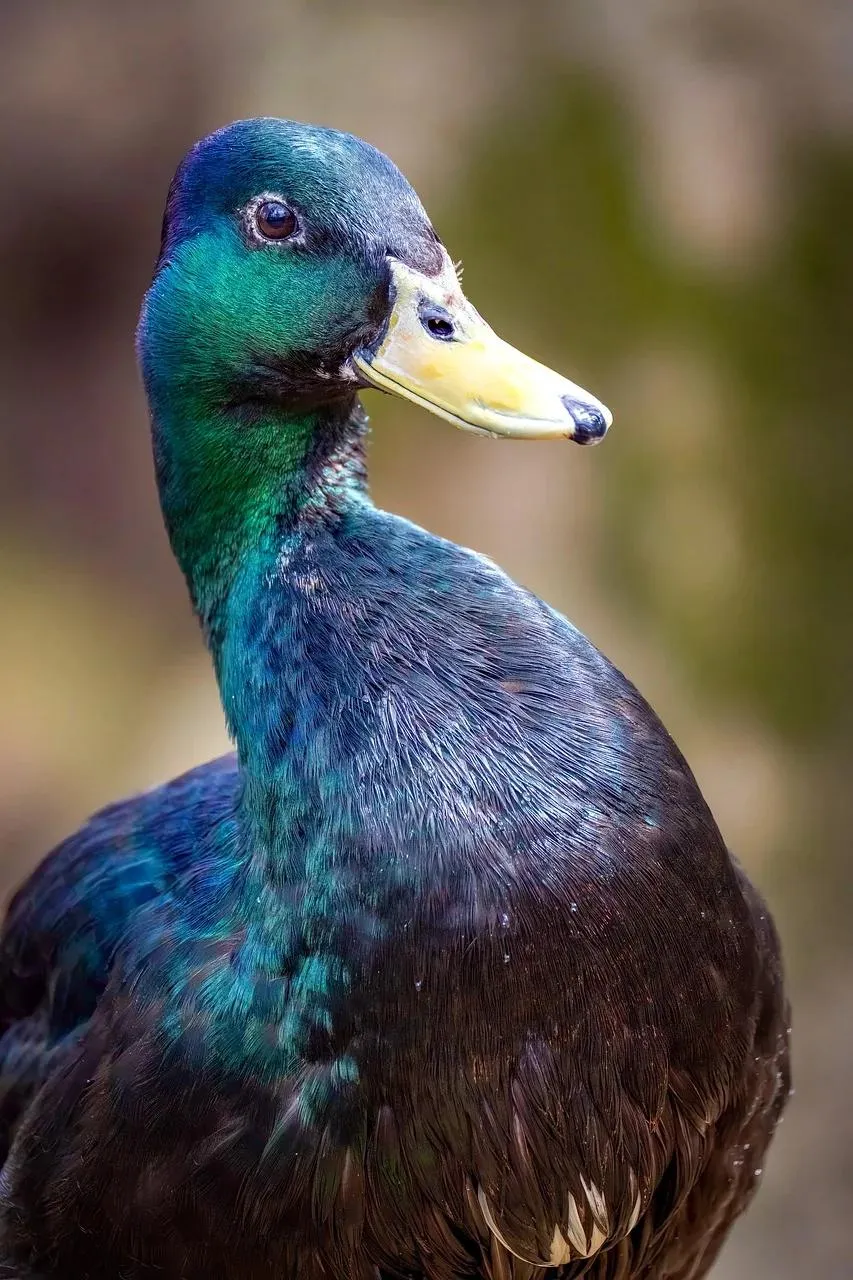 Close Up of a Beautiful Male Mallard Duck in Nature