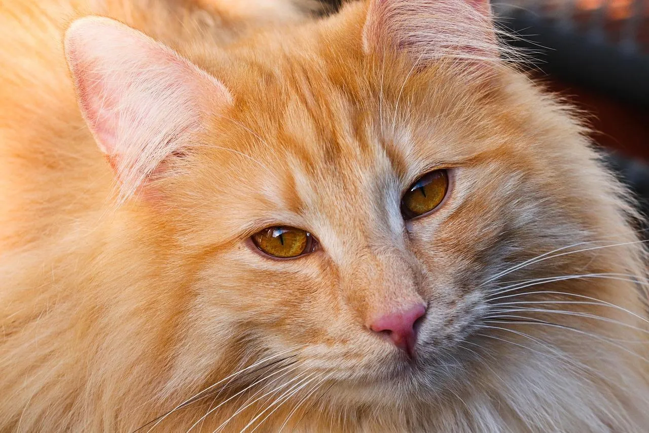 Close Up of a Beautiful Orange Tabby Cat Relaxing Wallpaper