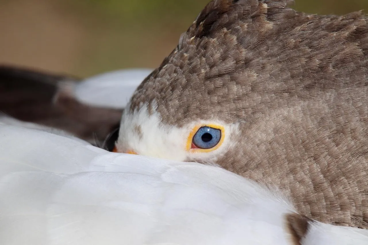 Close Up of a Brown Owl Resting with Eyes Partially Open