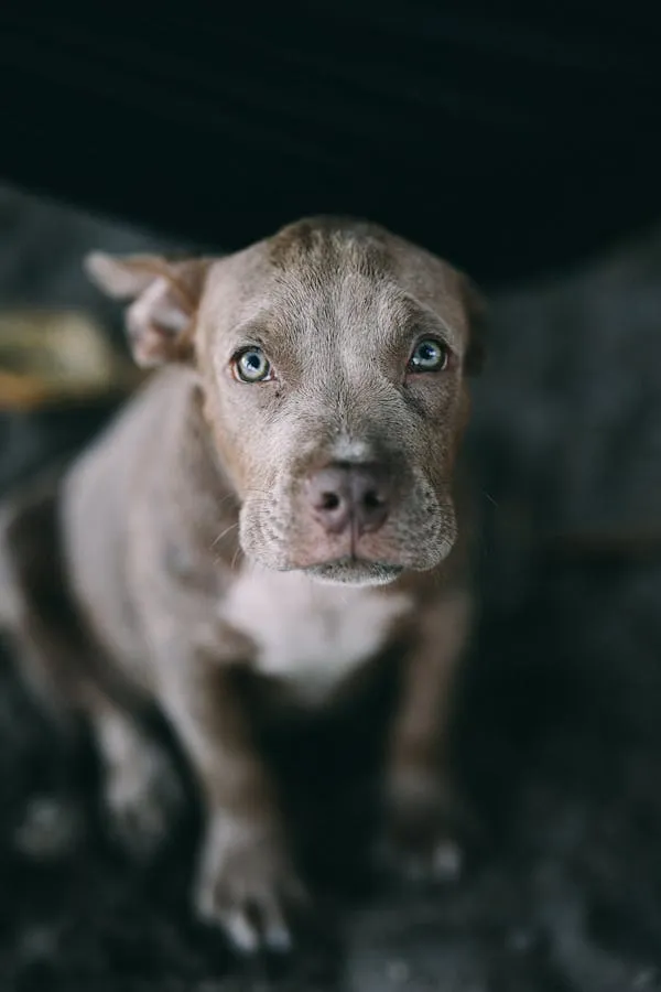Close Up Of a Brown Puppy Looking Up with Curious Eyes Hd