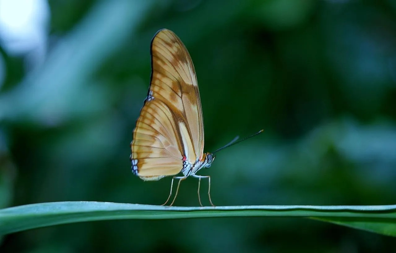 Close Up of a Butterfly on Green Leaf in the Forest