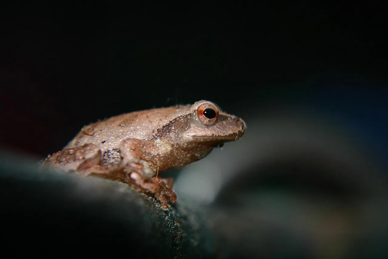 Close up of a frog sitting on a dark background Wallpaper