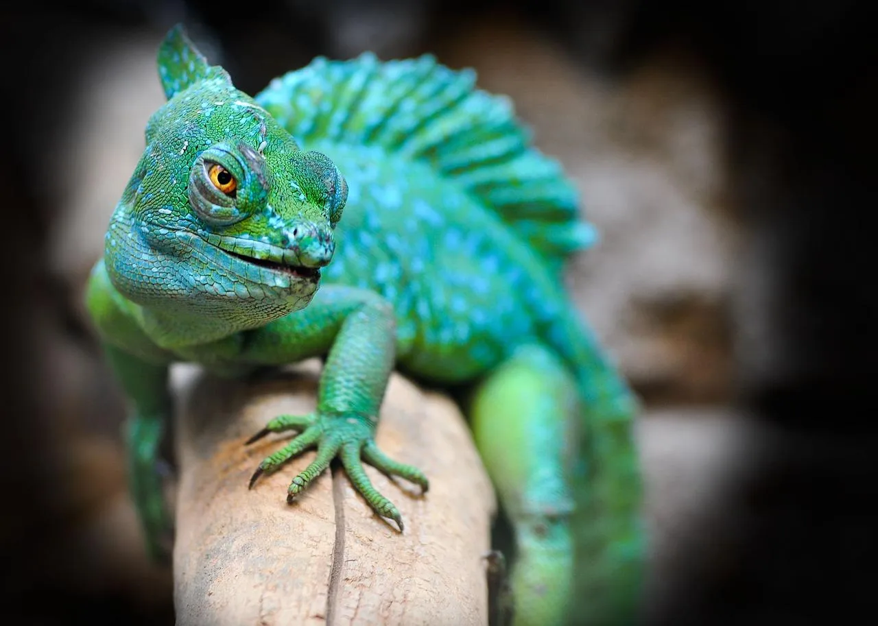 Close Up of a Green Basilisk Lizard on a Tree Branch