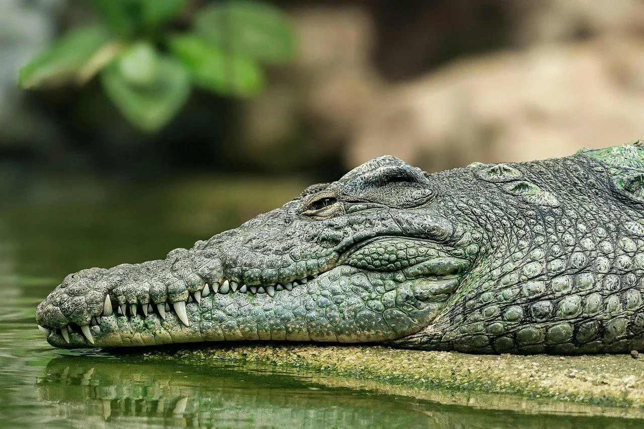 Close Up of a Large Crocodile Lying on Riverbank Wallpaper