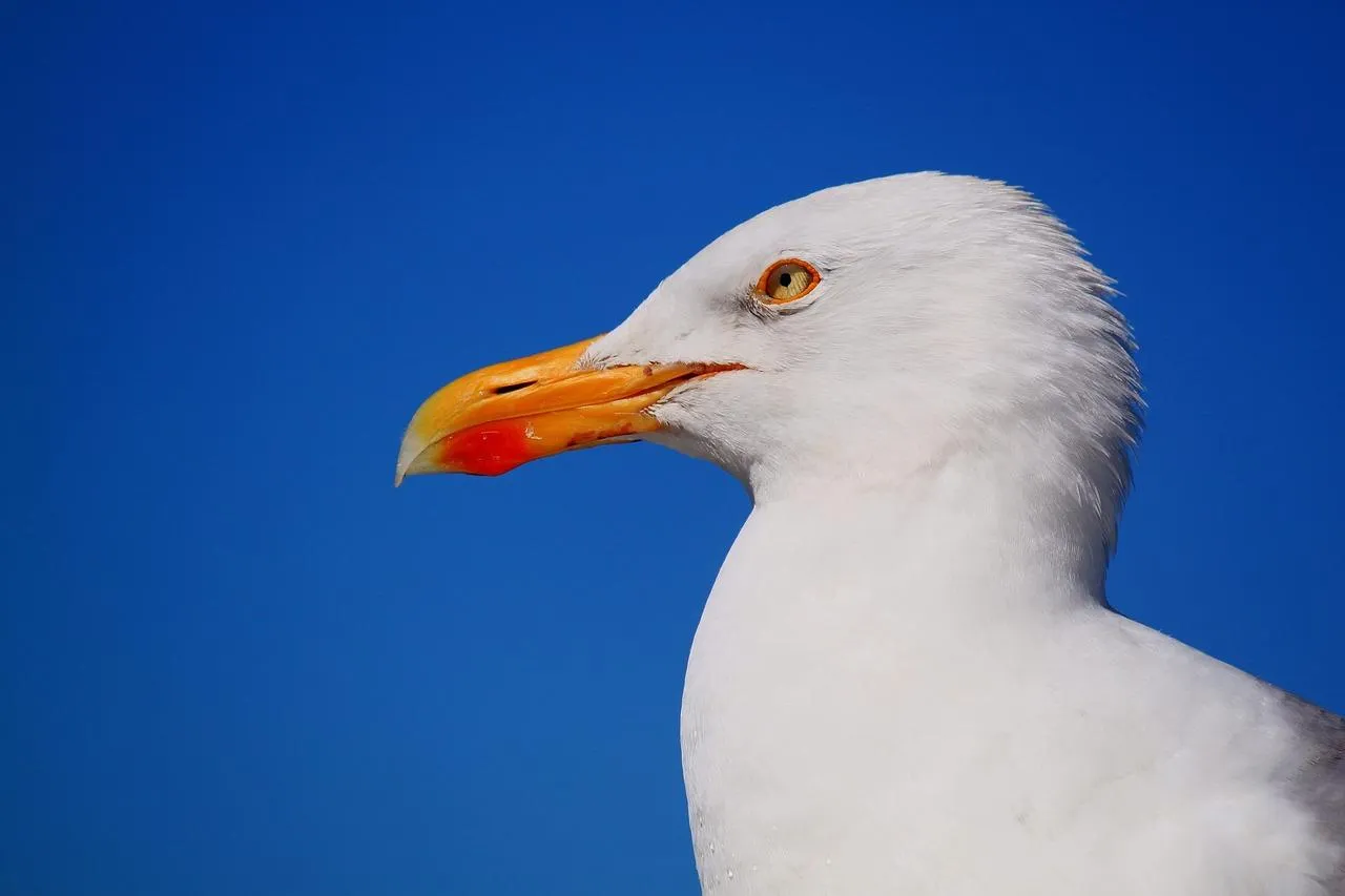 Close Up of a Seagull with Bright Orange Beak Profile