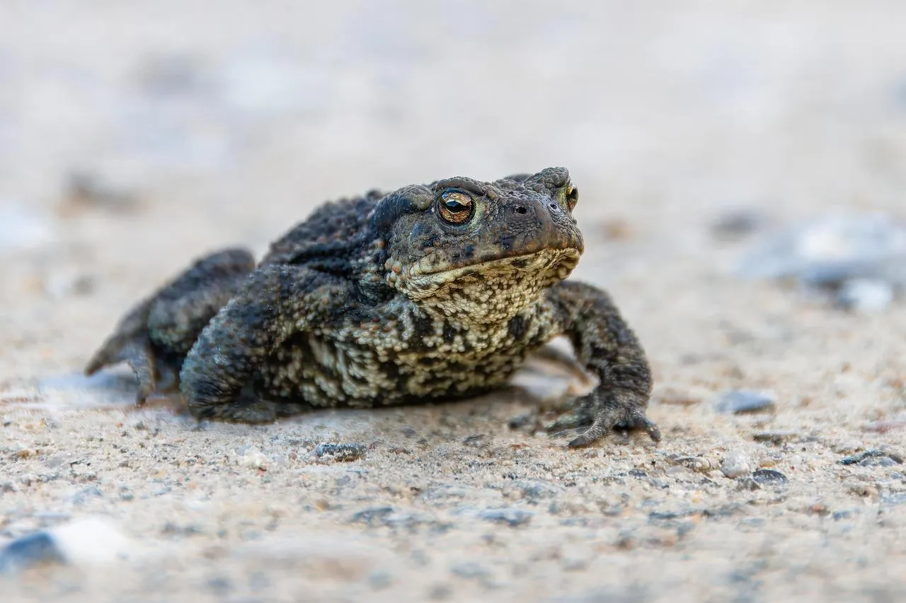 Close Up of a Toad Sitting on a Rocky Dirt Path Wallpaper
