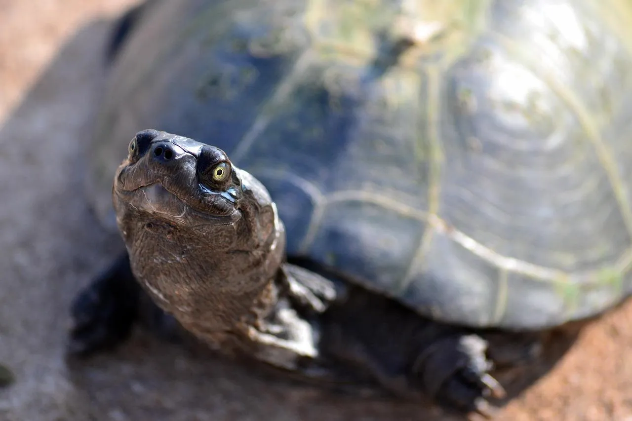 Close Up of a Turtle Resting on a Large Brown Rock